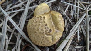 Kelsdonk bijzondere vorm paddenstoel