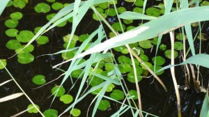 Kelsdonk bladen waterlelies