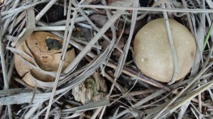 Kelsdonk twee paddenstoelen