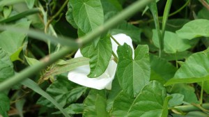 Kelsdonk witte bloem
