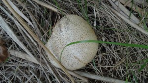 Kelsdonk paddenstoel