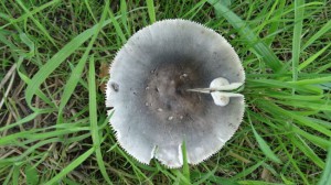 Kelsdonk paddenstoel in een weiland