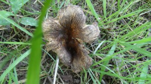 Kelsdonk sexie paddenstoel